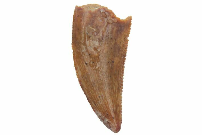 Serrated, Raptor Tooth - Real Dinosaur Tooth #219600